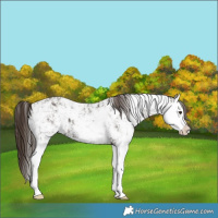 Horse Color:Liver Chestnut Sabino Splash Varnish  and Liver Chestnut Sabino Splash Varnish 