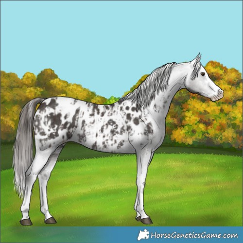 Horse Color:Liver Chestnut Sabino Splash Appaloosa  and Liver Chestnut Sabino Splash Appaloosa 