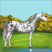 Horse Color:Liver Chestnut Sabino Splash Near Leopard  and Liver Chestnut Sabino Splash Near Leopard 