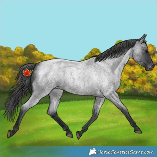 Horse Color:Blue Roan Appaloosa