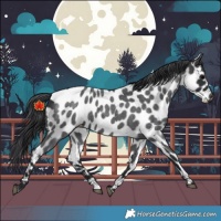 Horse Color:Blue Roan Appaloosa 