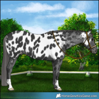 Horse Color:Black Near Leopard 
