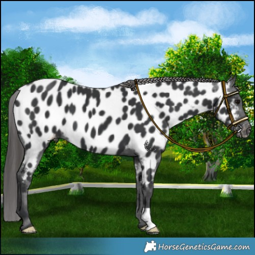 Horse Color:Black Appaloosa 