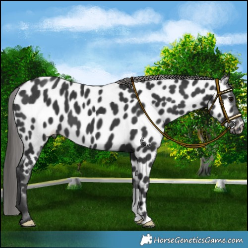 Horse Color:Black Appaloosa 