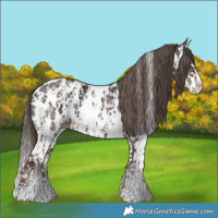 Horse Color:Liver Chestnut Sabino Splash Appaloosa  and Liver Chestnut Sabino Splash Appaloosa 