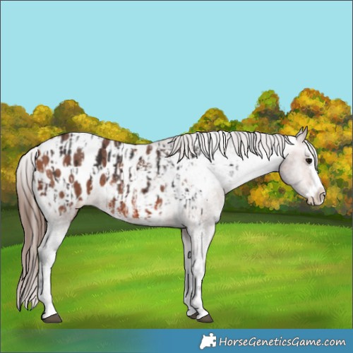 Horse Color:Bay Sabino Splash Appaloosa  and Bay Sabino Splash Appaloosa 