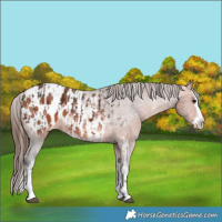 Horse Color:Bay Sabino Splash Appaloosa and Bay Sabino Splash Appaloosa