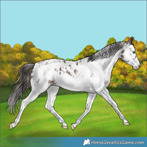 Horse Color:Bay Sabino Splash Appaloosa and Bay Sabino Splash Frame Appaloosa