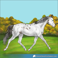 Horse Color:Bay Sabino Splash Appaloosa  and Bay Sabino Splash Frame Appaloosa 