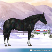 Horse Color:White Spotted Midnight Black Ice 
