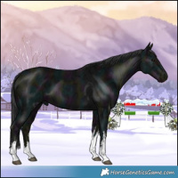 Horse Color:White Spotted Midnight Black Ice 