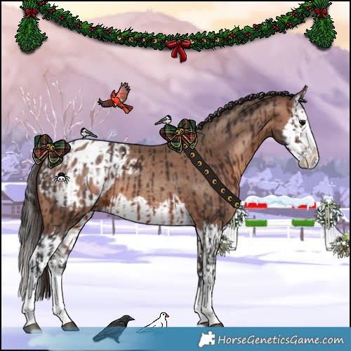 Horse Color:Brown Sabino Splash Appaloosa  and Sable Champagne Sabino Splash Appaloosa 