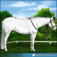 Horse Color:Brown Sabino Splash Leopard  and Brown Sabino Splash Leopard 