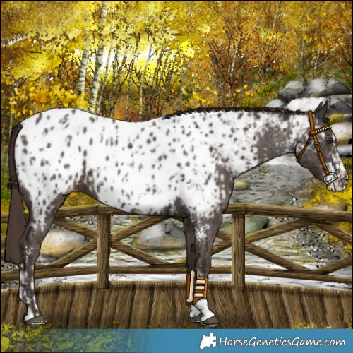 Horse Color:Liver Chestnut Sabino Splash Appaloosa and Liver Chestnut Sabino Appaloosa