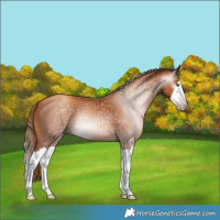 Horse Color:Gray Gold Champagne Splash 