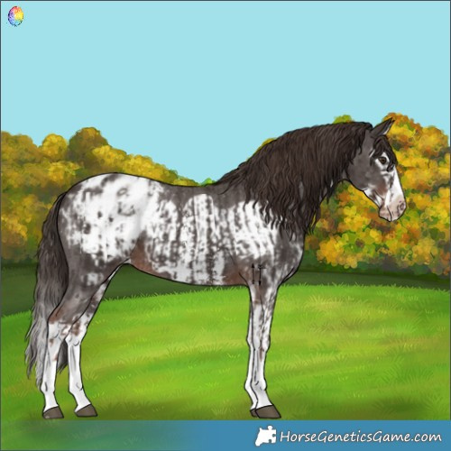 Horse Color:Liver Chestnut Sabino Splash Appaloosa  and Liver Chestnut Sabino Splash Frame Appaloosa 