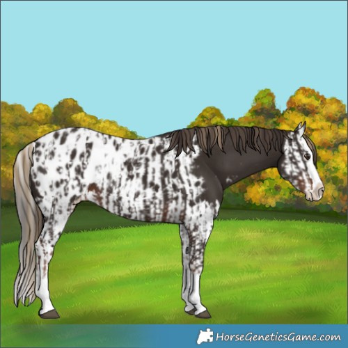 Horse Color:Liver Chestnut Sabino Splash Appaloosa  and Liver Chestnut Sabino Splash Appaloosa 