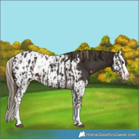 Horse Color:Liver Chestnut Sabino Splash Appaloosa  and Liver Chestnut Sabino Splash Appaloosa 