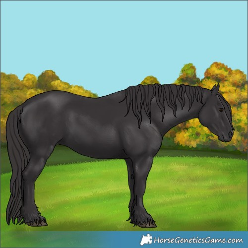 Horse Color:Smoky Black