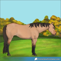 Horse Color:Bay Dun 