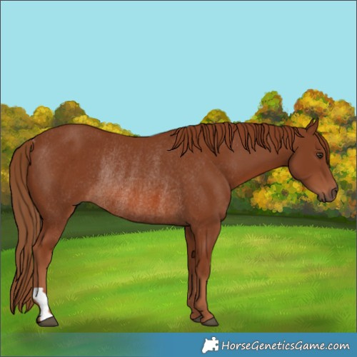 Horse Color:Chestnut Rabicano