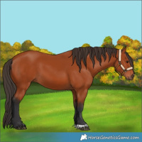 Horse Color:Bay 