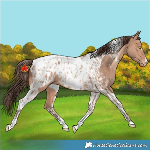 Horse Color:Amber Champagne Sabino Tobiano Appaloosa and Amber Champagne Tobiano Appaloosa