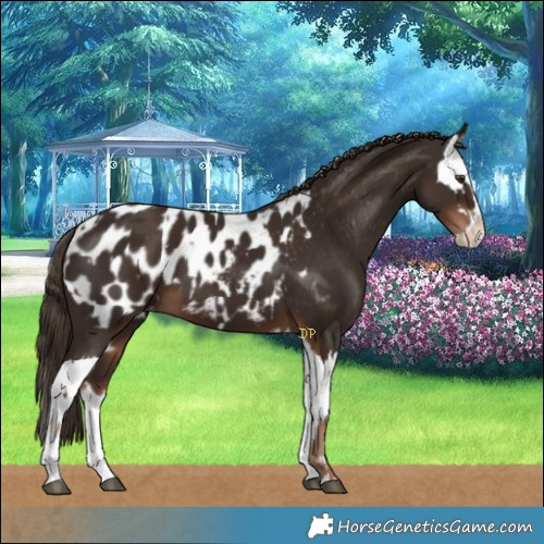 Horse Color:Liver Chestnut Sabino Splash Appaloosa and Liver Chestnut Sabino Splash Appaloosa