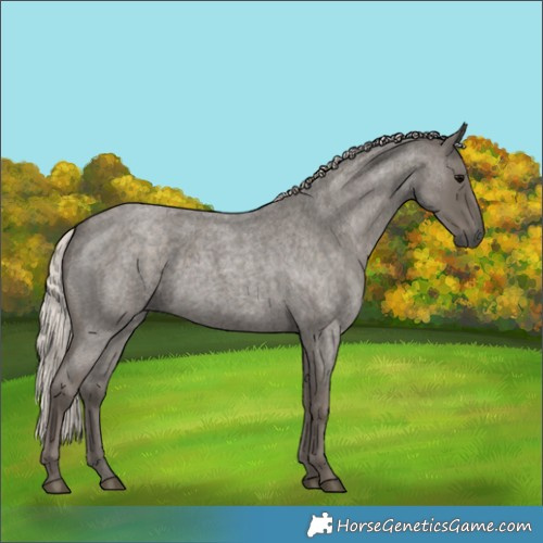 Horse Color:Silver Blue Roan 