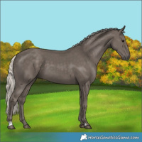Horse Color:Silver Black 