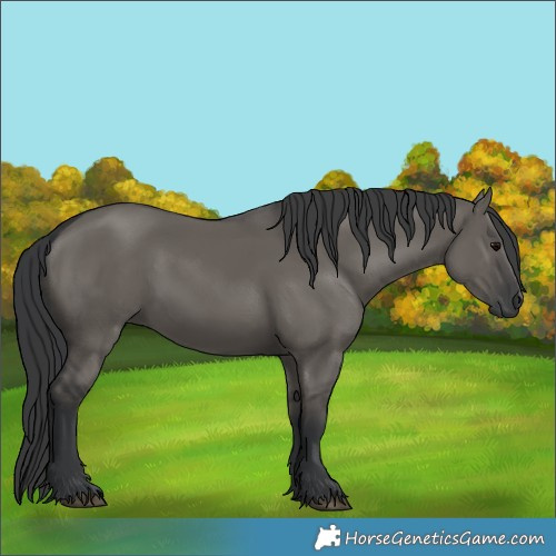 Horse Color:Grullo Sabino Rabicano