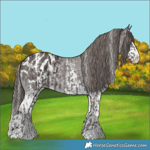 Horse Color:Liver Chestnut Sabino Splash Appaloosa  and Liver Chestnut Sabino Splash Appaloosa Rabicano 