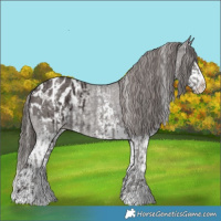 Horse Color:Liver Chestnut Sabino Splash Appaloosa  and Liver Chestnut Sabino Splash Appaloosa Rabicano 