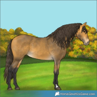 Horse Color:Buckskin 