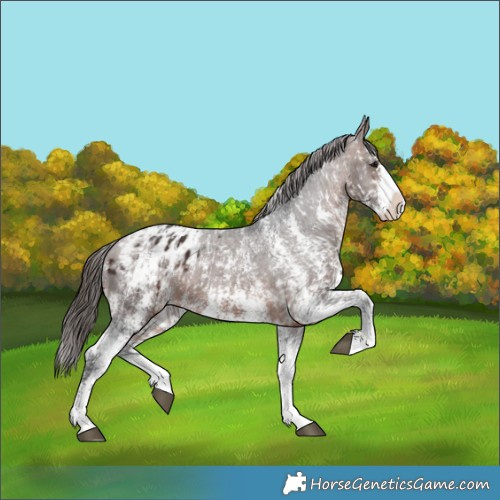 Horse Color:Brown Sabino Splash Appaloosa  and Brown Sabino Splash Appaloosa 