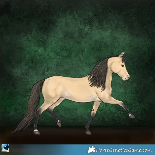 Horse Color:Buckskin 