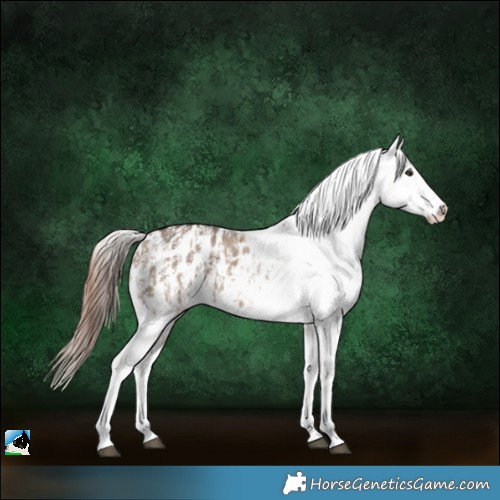Horse Color:Liver Red Dun Sabino Splash Appaloosa and Liver Red Dun Sabino Appaloosa