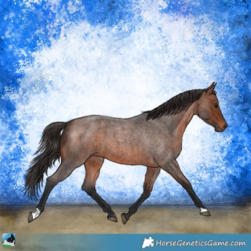Horse Color:Brown Roan 