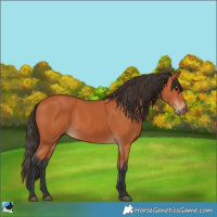 Horse Color:Bay 