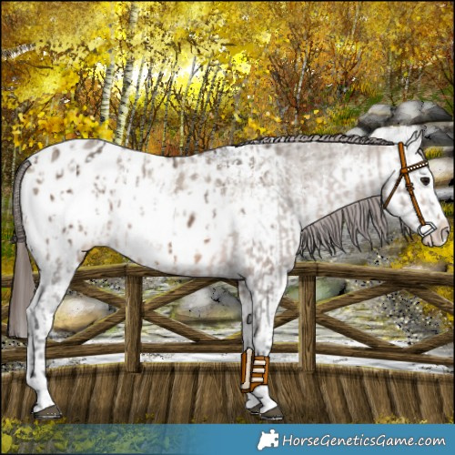 Horse Color:Brown Dun Sabino Splash Appaloosa and Brown Dun Sabino Splash Appaloosa