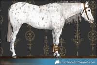 Horse Color:Brown Dun Sabino Splash Appaloosa  and Brown Dun Sabino Splash Appaloosa 