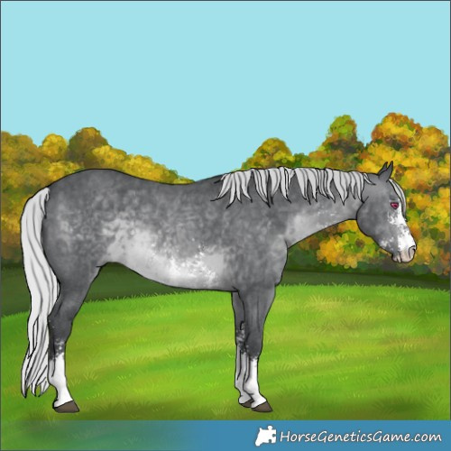 Horse Color:Silver Brown Chinchilla Sabino 