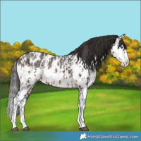Horse Color:Brown Sabino Splash Near Leopard and Brown Sabino Splash Near Leopard