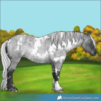 Horse Color:Platinum White Spotted Silver Blue Chinchilla Roan 