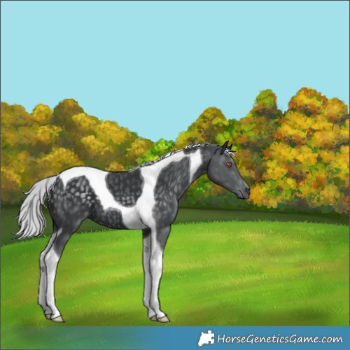 Horse Color:Silver Black Chinchilla Tobiano 