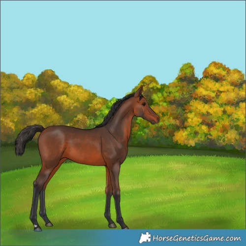 Horse Color:Bay 