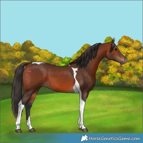 Horse Color:Bay Tobiano 