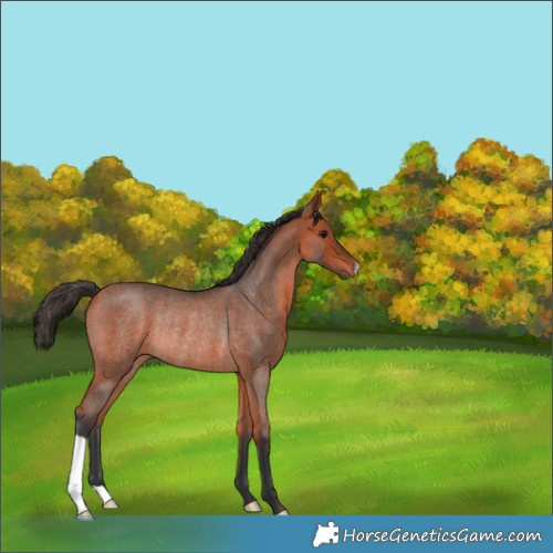 Horse Color:Bay Roan Rabicano 