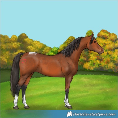 Horse Color:Bay Tobiano