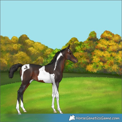 Horse Color:Brown Tobiano 